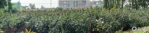 中银两融 场面｜洛神花绽放成“致富花”，入菜泡茶别具风味，科技兴农添新活力